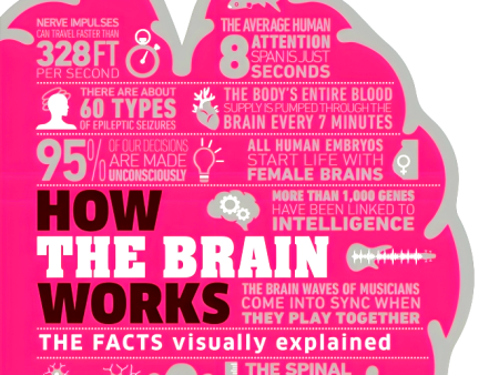 How The Brain Works: The Facts Visually Explained For Sale